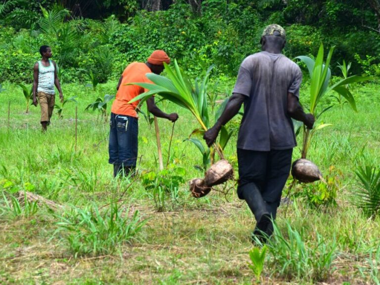 Main carrying coconuts saplings